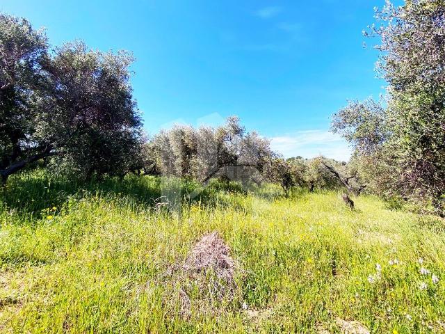 Terreno in vendita di 11400 m² in Via degli Olmi