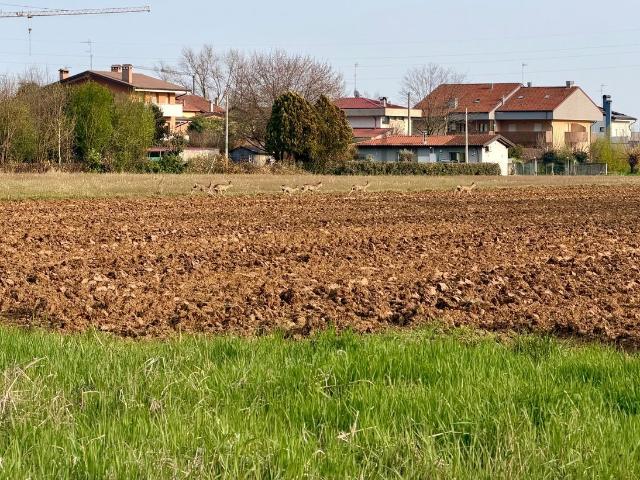 Terreno in vendita di 11480 m² in Via Lumignacco, 231