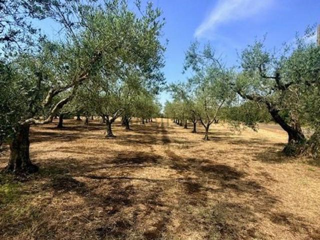 Terreno in vendita di 11735 m²