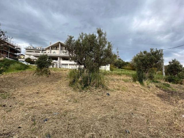 Terreno in vendita di 1195 m² in Viale dei Tulipani