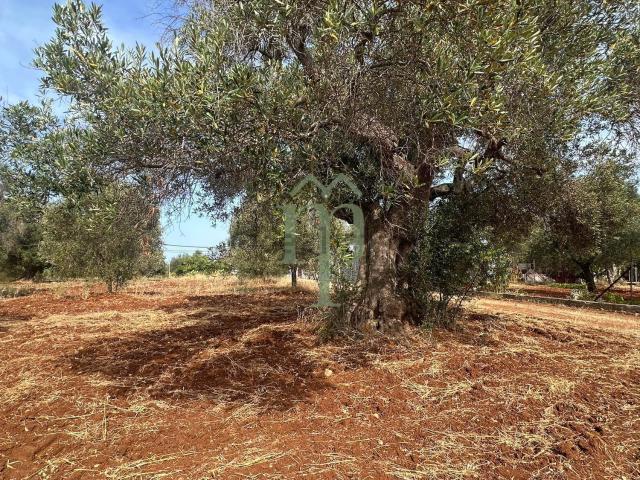 Terreno in vendita di 11000 m² in Contrada Spadalisco