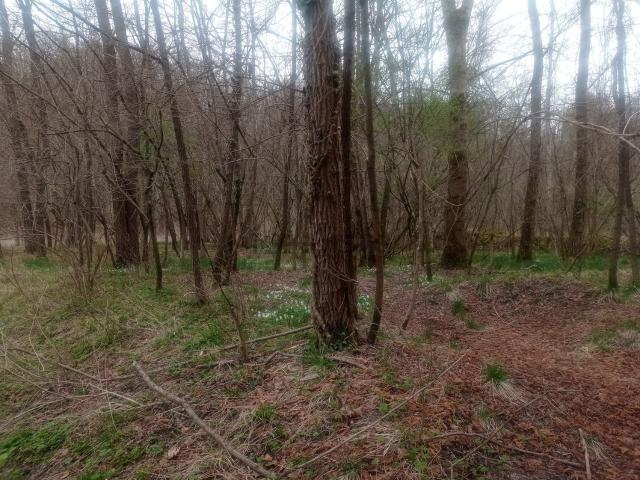 Terreno in vendita di 11120 m² in Via limana, 100