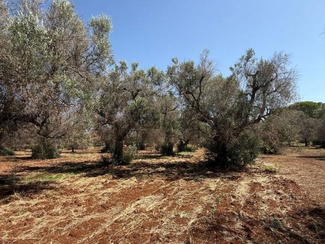 Terreno in vendita di 12845 m² in Contrada Gaeta Piccolo