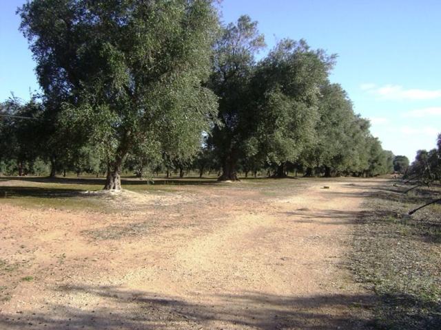 Terreno in vendita di 120000 m² in Contrada spatelle