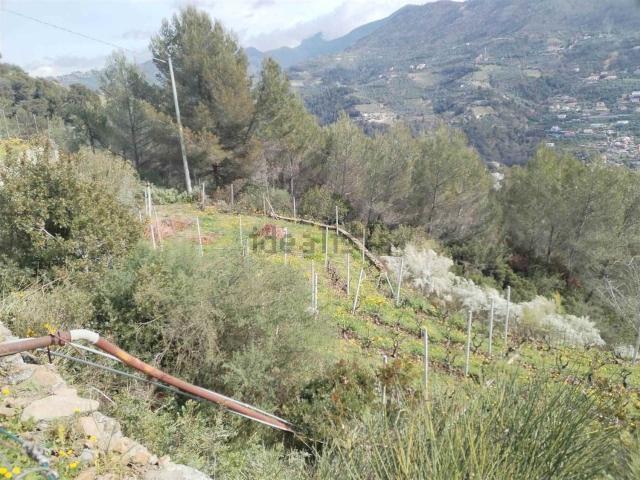 Terreno in vendita di 12000 m²