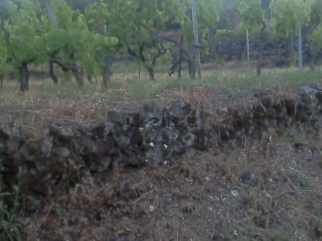 Terreno in vendita di 12000 m² in Contrada daffaro galluzzo
