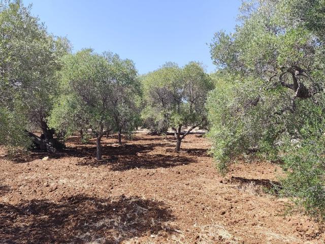 Terreno in vendita di 12281 m² in Contrada Casalini