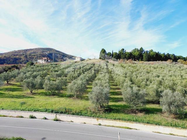 Terreno in vendita di 12350 m²