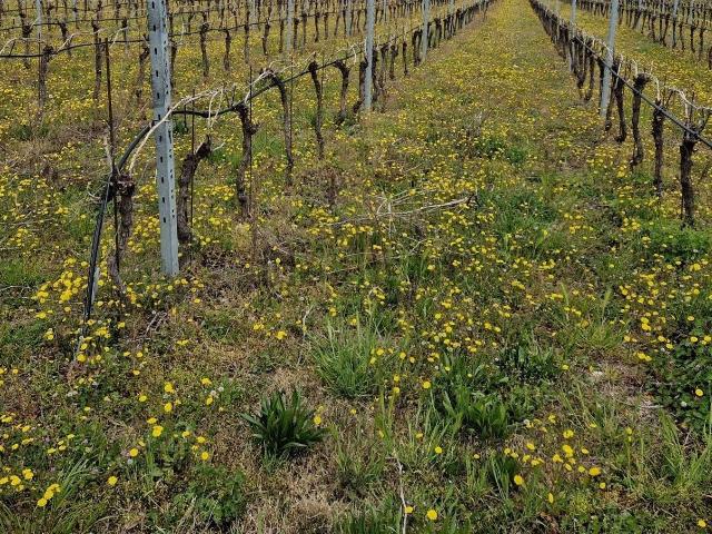 Terreno in vendita di 13150 m² in Via Chiesa