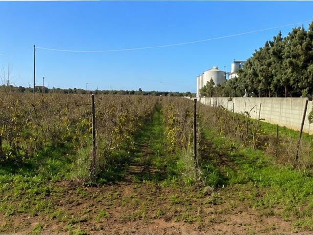 Terreno in vendita di 14635 m² in Contrada Brancasi