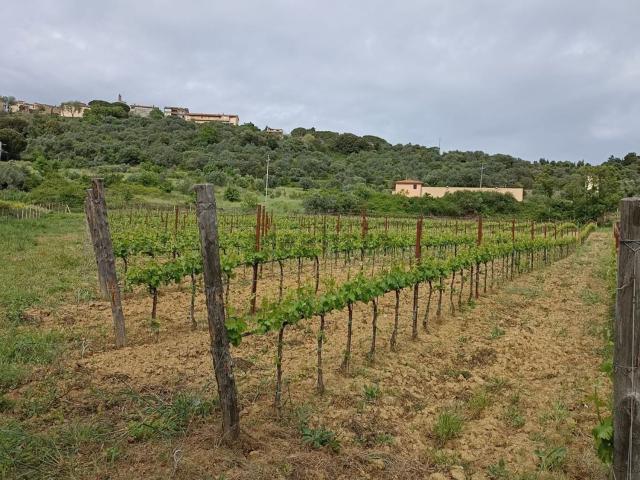 Terreno in vendita di 140000 m²