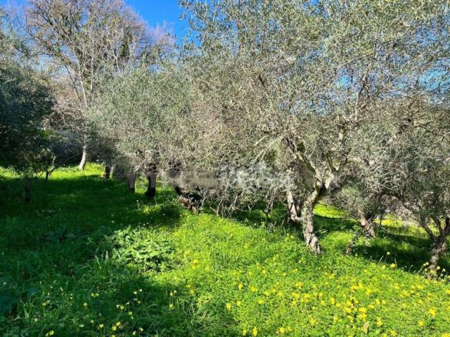 Terreno in vendita di 1550 m² in Contrada San Domenica