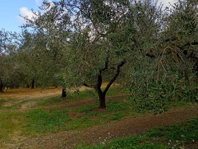 Terreno in vendita di 16992 m² in Via San Pietro Linari