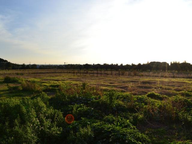 Terreno in vendita di 16000 m² in Località Sassicaia