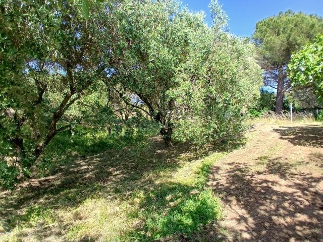 Terreno in vendita di 1600 m² in Strada dei Galli