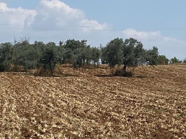Terreno in vendita di 1600 m² in Via Cannizzo