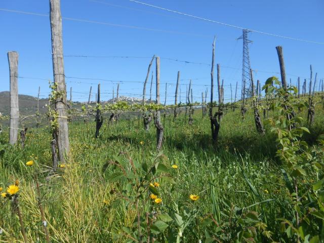 Terreno in vendita di 1800 m² in Contrada Paolini