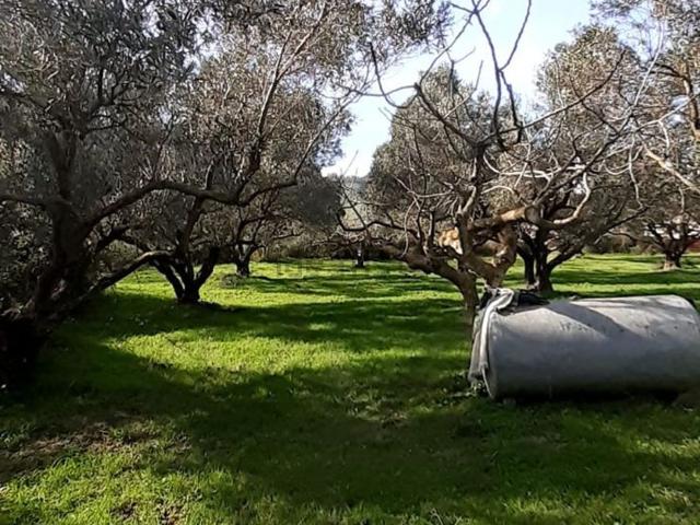 Terreno in vendita di 19000 m² in Viale Tagliamento