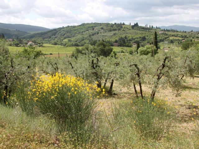 Terreno in vendita di 1920 m² in Località Chiassa Vecchia, 45