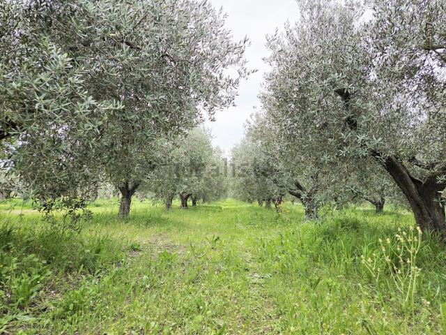 Terreno in vendita di 2040 m² in Via Colle Pizzuto