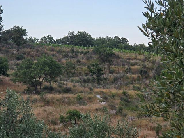 Terreno in vendita di 20830 m² in Via San Pietro