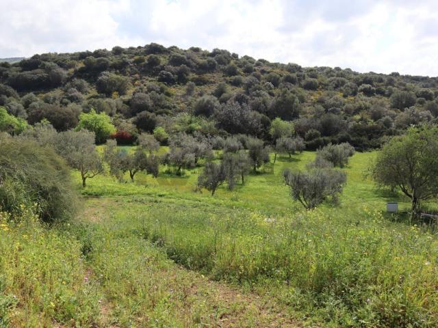 Terreno in vendita di 20000 m² in Via Generale Cascino