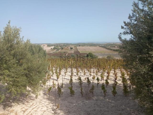 Terreno in vendita di 20000 m² in Contrada Agliastro
