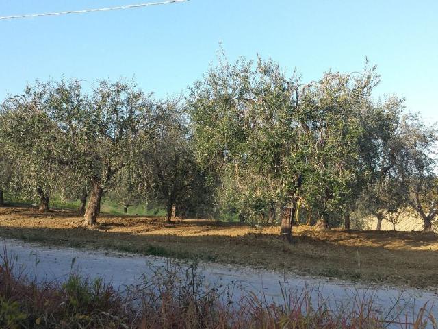 Terreno in vendita di 20000 m² in Contrada Bora Ragnola