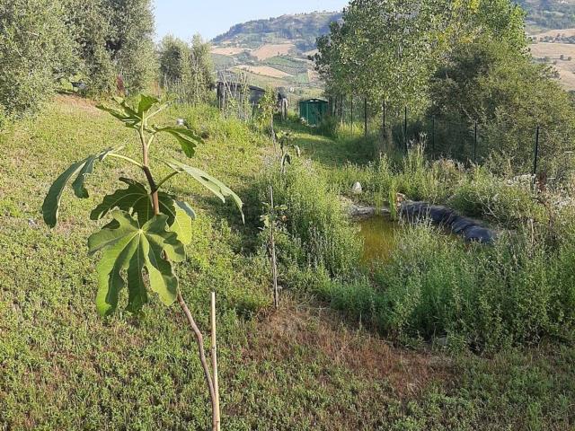 Terreno in vendita di 2000 m² in Contrada Visciola