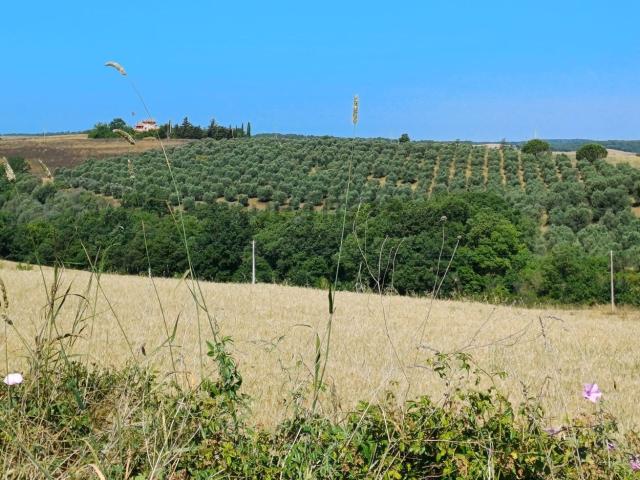 Terreno in vendita di 215000 m² in Località Montebello