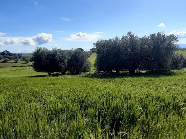 Terreno in vendita di 210000 m² in Località Le Mandrie