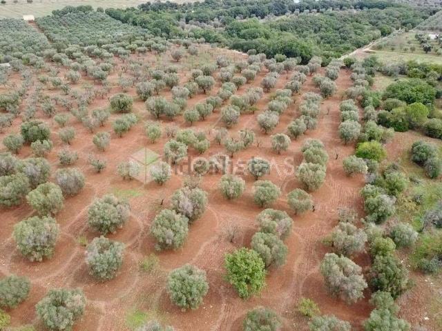 Terreno in vendita di 21120 m² in Contrada PARCO DI MONSIGNORE