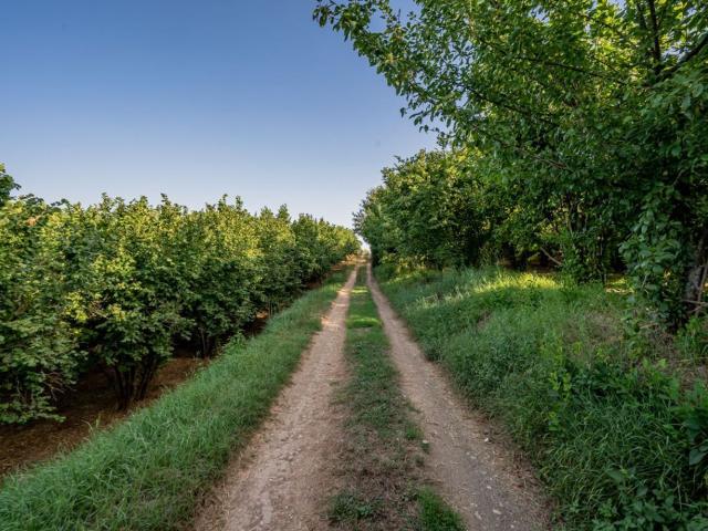Terreno in vendita di 22000 m² in Località Poggio Pietruccio, 100