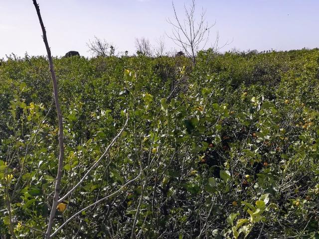 Terreno in vendita di 2200 m² in Strada 25
