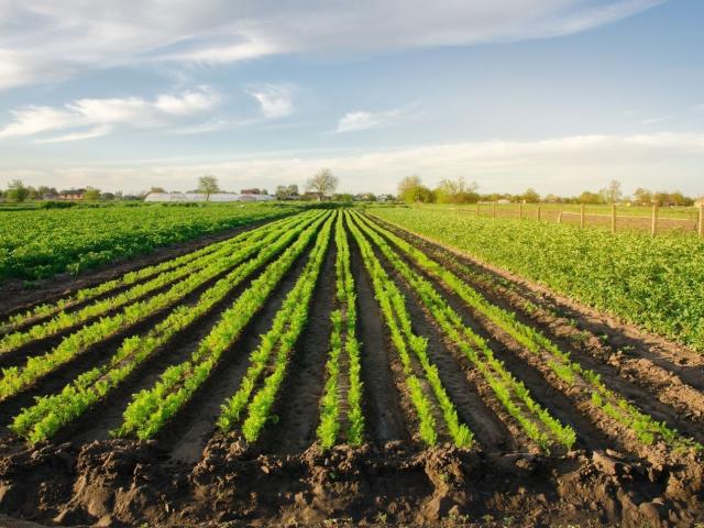 Terreno in vendita di 24500 m² in Via Emilia Levante