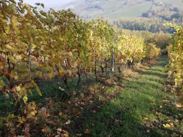 Terreno in vendita di 24000 m² in Via Polenta Nuova