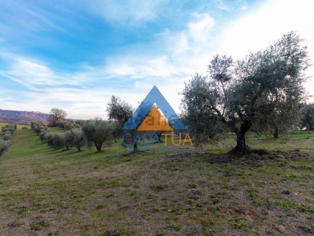 Terreno in vendita di 24290 m² in Strada della Piantata