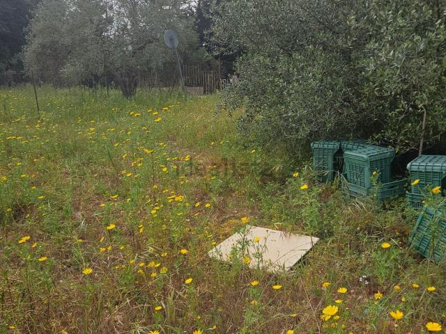 Terreno in vendita di 2500 m² in Contrada Cammarella