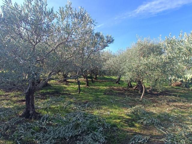 Terreno in vendita di 2500 m² in Contrada S. Lena