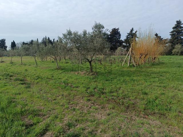 Terreno in vendita di 2500 m² in Via Aiaccia, 52
