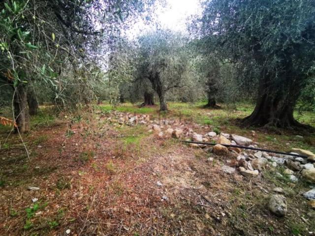 Terreno in vendita di 2500 m² in Via Aurelia