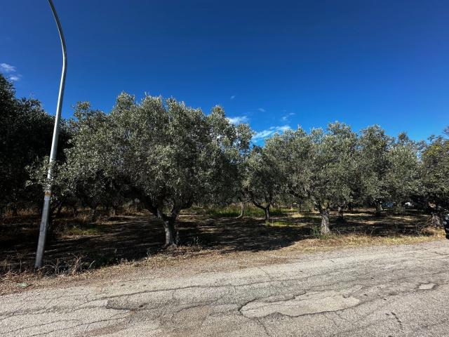 Terreno in vendita di 2500 m² in Via Cavalluccio, 36