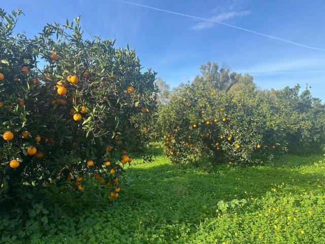 Terreno in vendita di 26730 m² in Strada Comunale S&apos ollasteddu