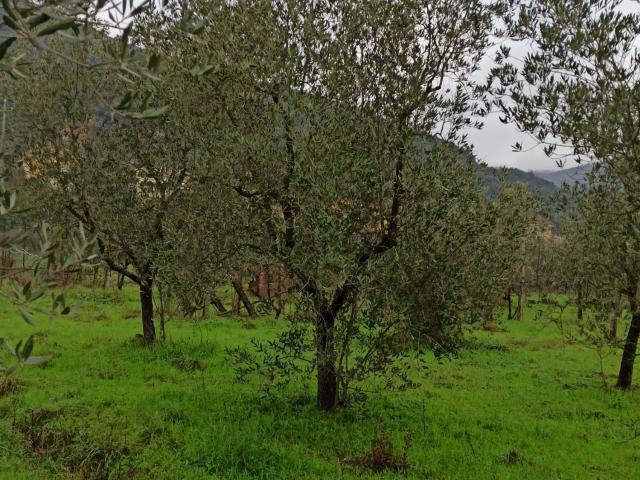 Terreno in vendita di 26000 m² in Via Campore