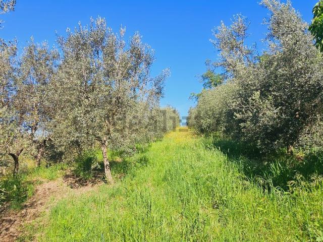 Terreno in vendita di 27000 m² in Località Peneto