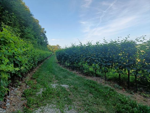 Terreno in vendita di 29100 m² in Via Castagnini