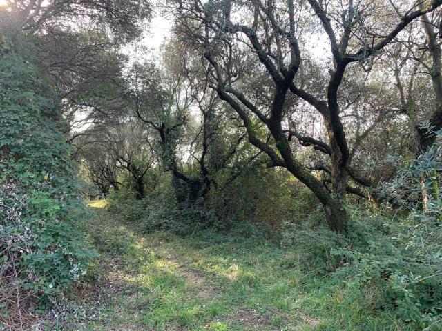 Terreno in vendita di 3090 m²