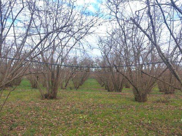 Terreno in vendita di 30000 m² in Località Pian di San Pietro, 48