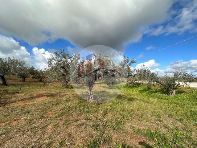 Terreno in vendita di 3000 m² in Contrada MANICALUNGA