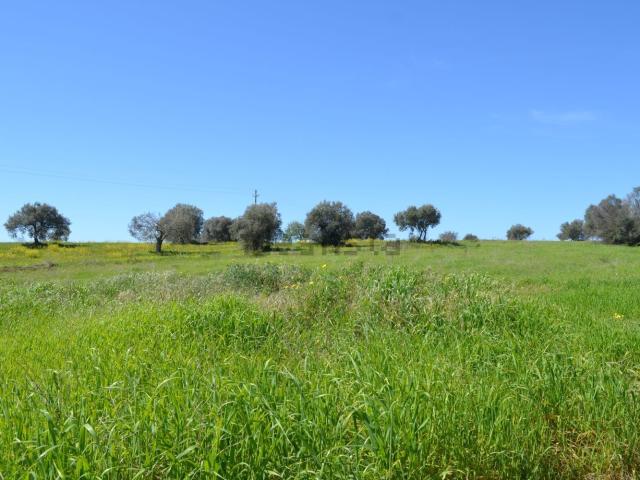 Terreno in vendita di 3000 m² in Via delle Balatazze